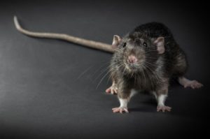 Bitten by rat animal injury claims compensation