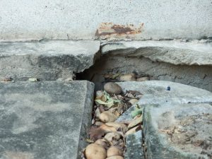 A crack in a pavement filled with stones and leaves