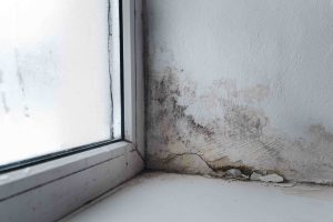 Close up of mould spores in a council flat